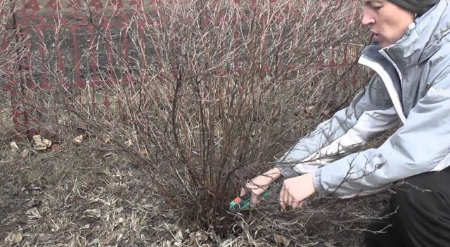 Potentilla shrub Red Ice: description, cultivation, photo