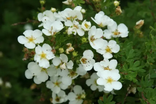 Potentilla white tincture: instructions for use, benefits and harms, what heals, reviews