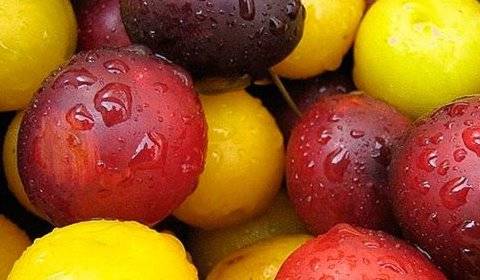 Pouring and tincture of cherry plum: 6 recipes