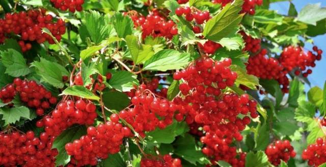 Pouring viburnum at home: recipe