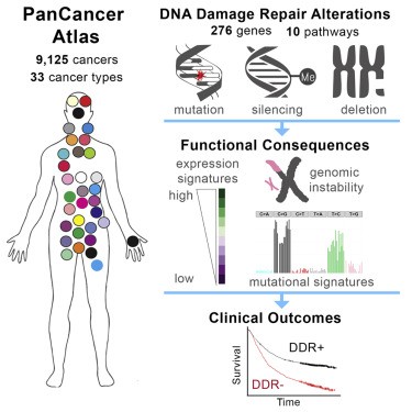 Poverty related to damage to the gene that protects against cancer