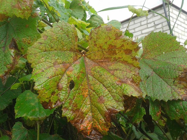 Powdery mildew control: basic rules and tips