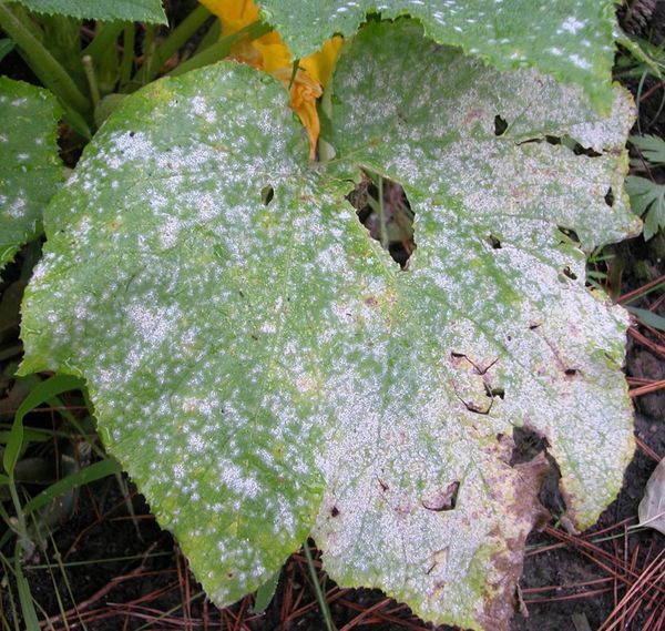 Powdery mildew control: basic rules and tips