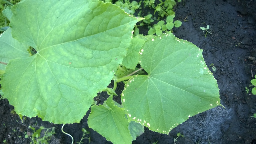 Powdery mildew control: basic rules and tips