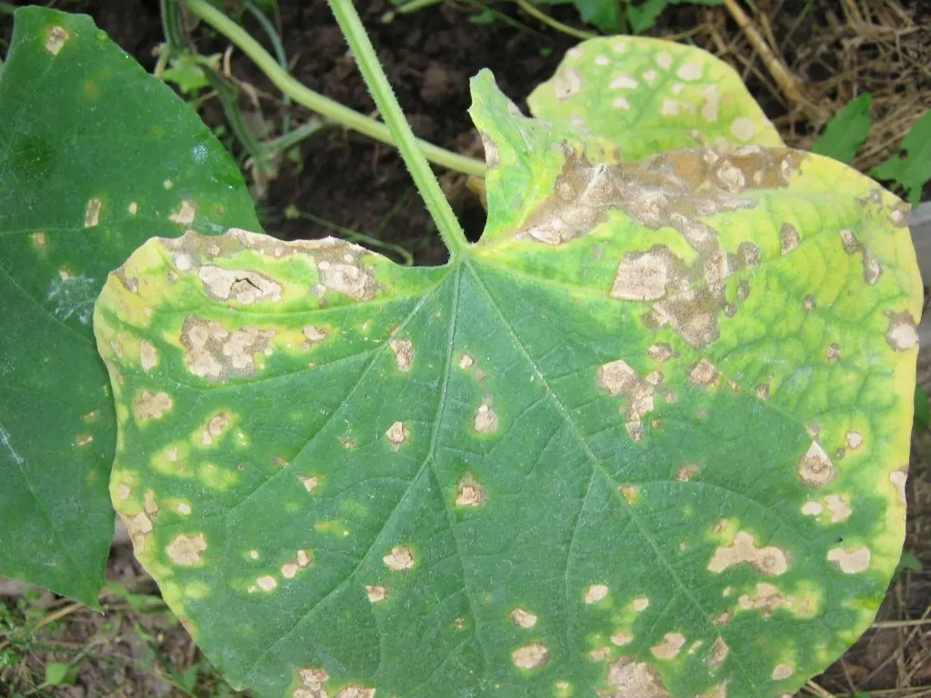 Powdery mildew control: basic rules and tips