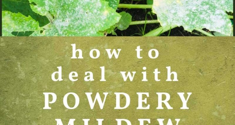 Powdery mildew control: basic rules and tips