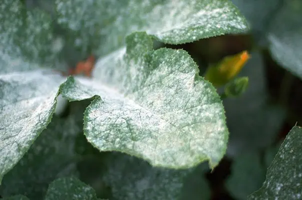 Powdery mildew control: basic rules and tips