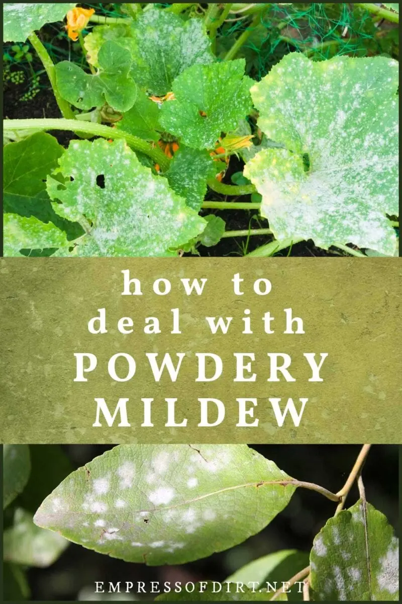 Powdery mildew control: basic rules and tips