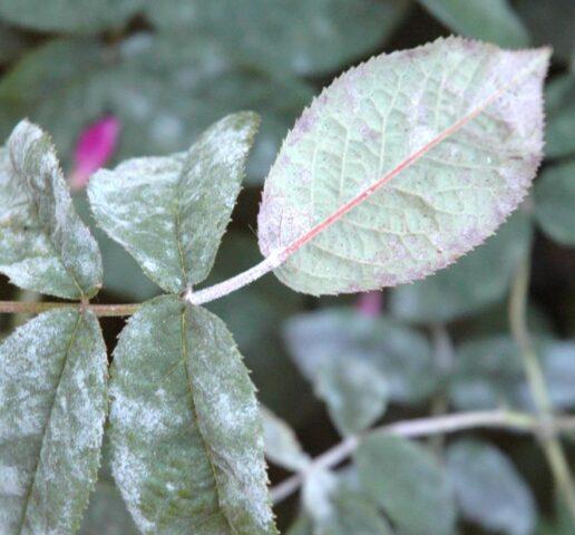 Powdery mildew on an apple tree: photo, description, treatment with folk remedies, preparations