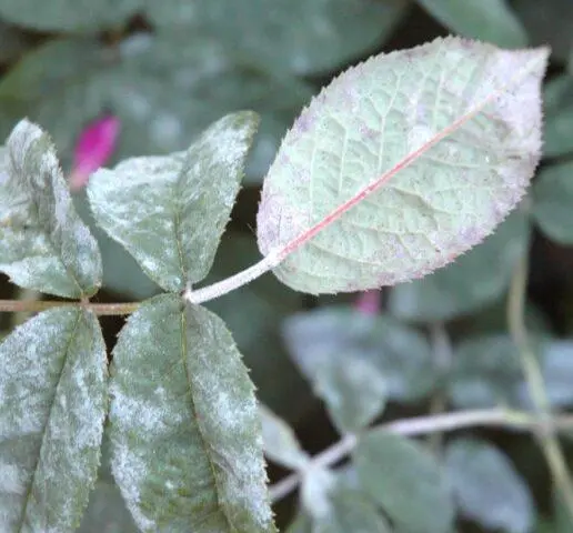 Powdery mildew on an apple tree: photo, description, treatment with folk remedies, preparations