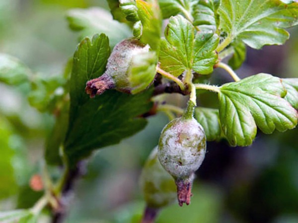 Powdery mildew on gooseberries: control and prevention measures