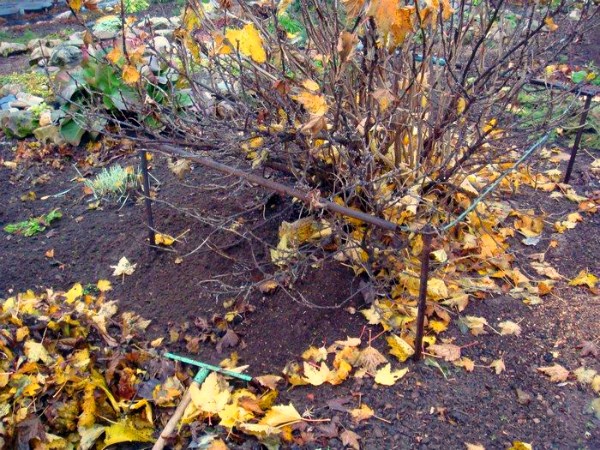 Powdery mildew on gooseberries: control and prevention measures