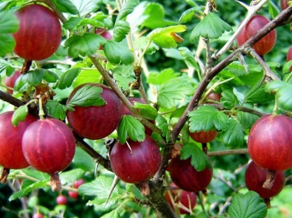 Powdery mildew on gooseberries: control and prevention measures