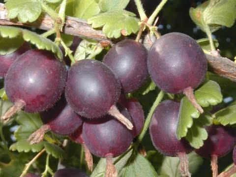 Powdery mildew on gooseberries: control and prevention measures