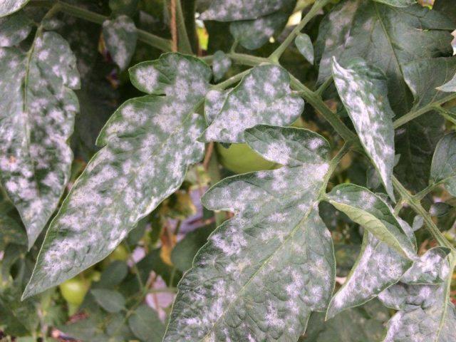 Powdery mildew on tomatoes in the greenhouse and in the open field: control measures, photo