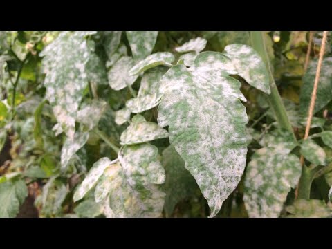 Powdery mildew on tomatoes in the greenhouse and in the open field: control measures, photo