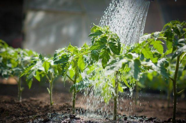 Powdery mildew on tomatoes in the greenhouse and in the open field: control measures, photo