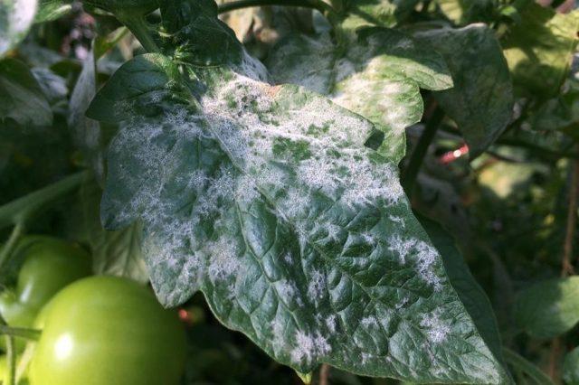 Powdery mildew on tomatoes in the greenhouse and in the open field: control measures, photo