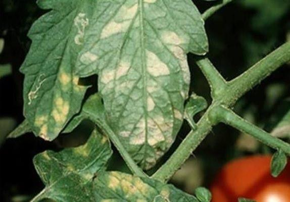 Powdery mildew on tomatoes in the greenhouse and in the open field: control measures, photo