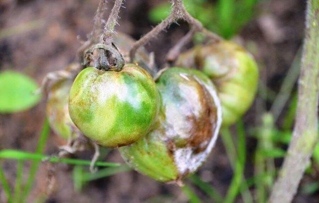 Powdery mildew on tomatoes in the greenhouse and in the open field: control measures, photo