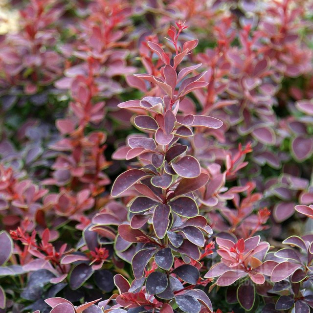 Powdery mildew, white bloom, caterpillars on barberry: methods of struggle, how to treat