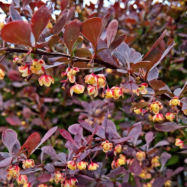 Powdery mildew, white bloom, caterpillars on barberry: methods of struggle, how to treat