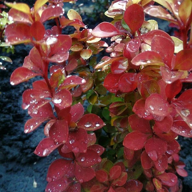 Powdery mildew, white bloom, caterpillars on barberry: methods of struggle, how to treat