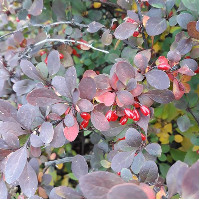 Powdery mildew, white bloom, caterpillars on barberry: methods of struggle, how to treat