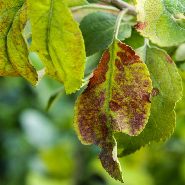 Powdery mildew, white bloom, caterpillars on barberry: methods of struggle, how to treat