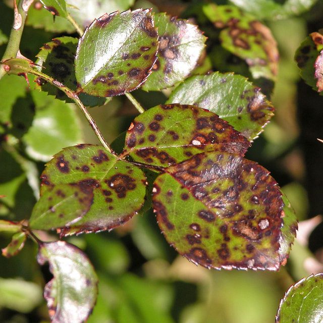 Powdery mildew, white bloom, caterpillars on barberry: methods of struggle, how to treat