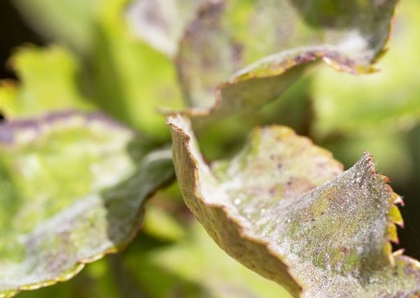 Powdery mildew, white bloom, caterpillars on barberry: methods of struggle, how to treat