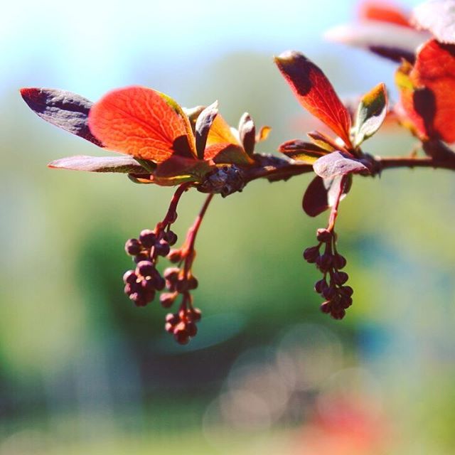 Powdery mildew, white bloom, caterpillars on barberry: methods of struggle, how to treat