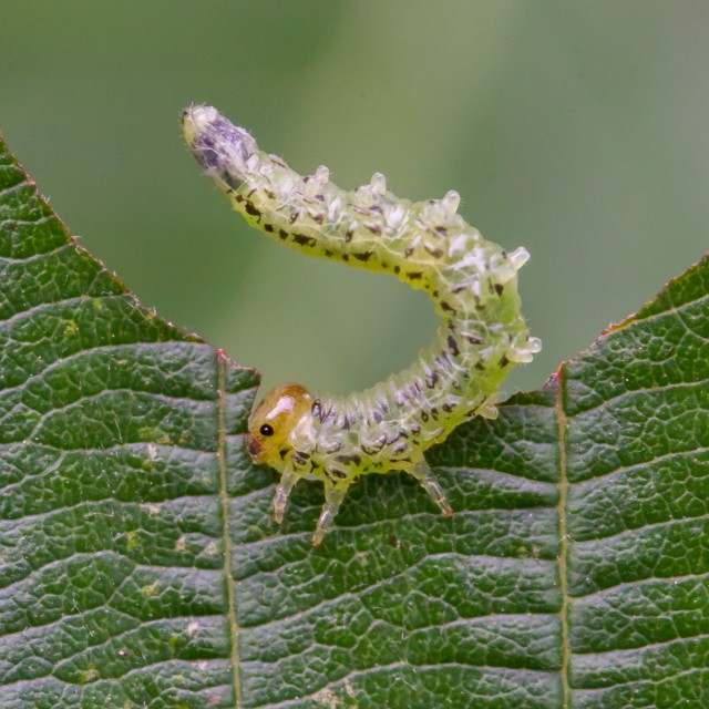 Powdery mildew, white bloom, caterpillars on barberry: methods of struggle, how to treat