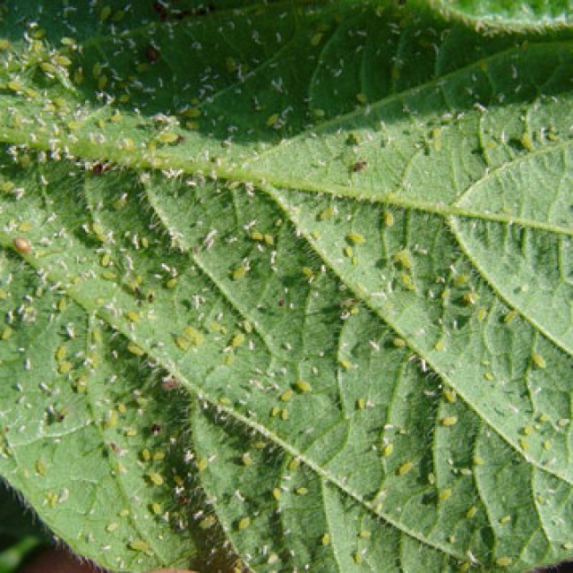 Powdery mildew, white bloom, caterpillars on barberry: methods of struggle, how to treat