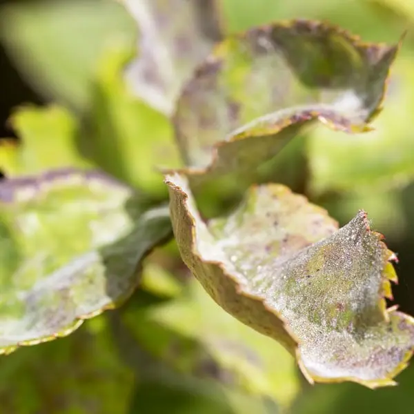 Powdery mildew, white bloom, caterpillars on barberry: methods of struggle, how to treat