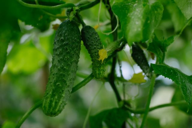 Prague cucumbers with lemon and citric acid for the winter: recipes, reviews