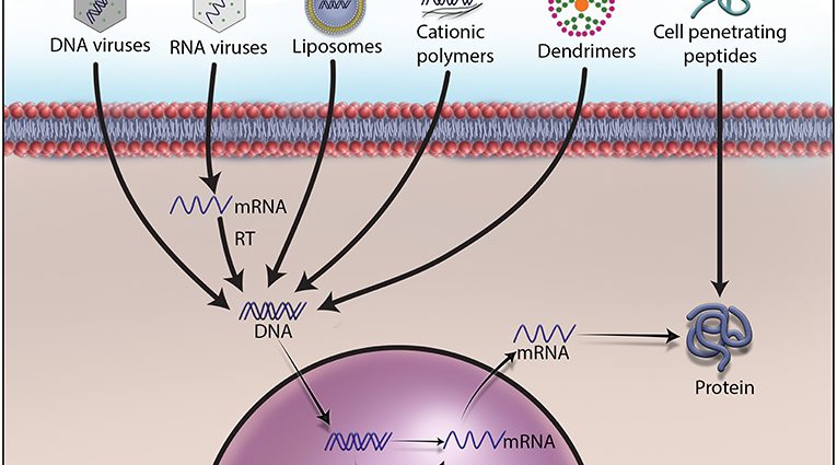 Predictable gene therapy