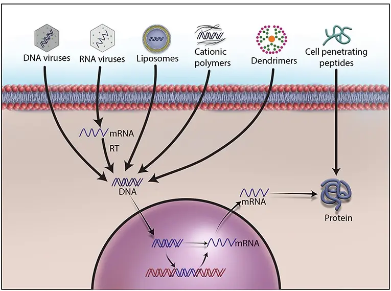 Predictable gene therapy