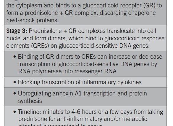 Prednisone &#8211; action, indications and contraindications