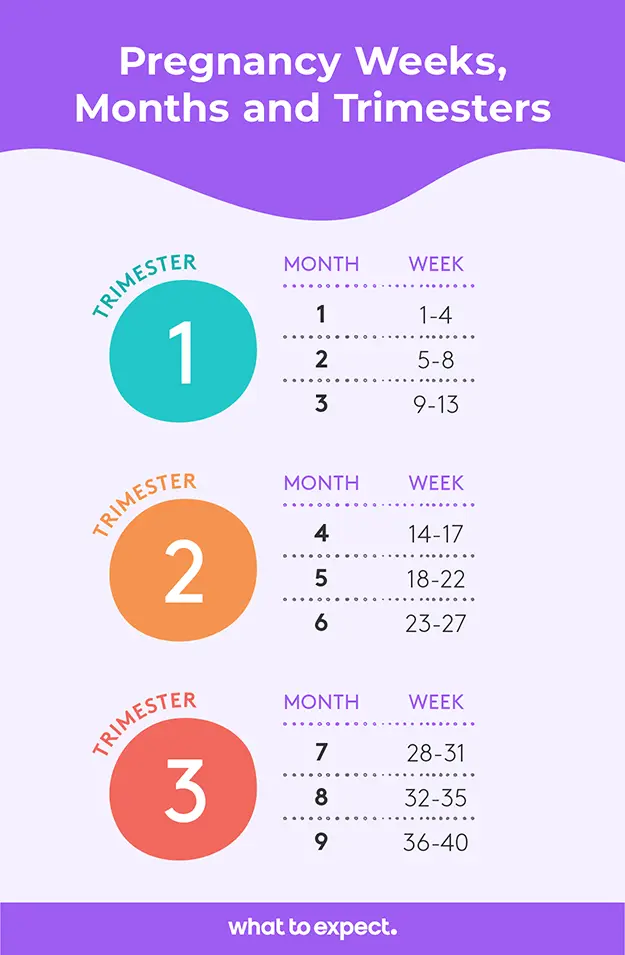 Pregnancy calendar &#8211; the course of pregnancy month by month [WE EXPLAIN]