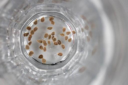 Preparation of parsley seeds for sowing in open ground