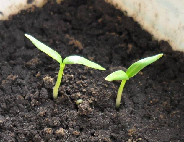 Preparation of pepper seeds for sowing seedlings