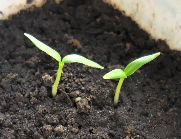 Preparation of pepper seeds for sowing seedlings