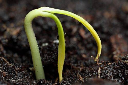 Preparation of pepper seeds for sowing seedlings