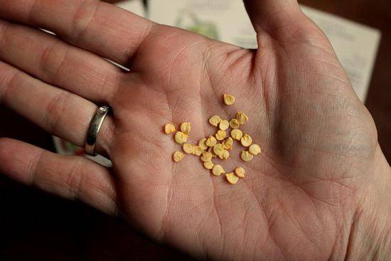 Preparation of pepper seeds for sowing seedlings