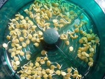 Preparation of pepper seeds for sowing seedlings