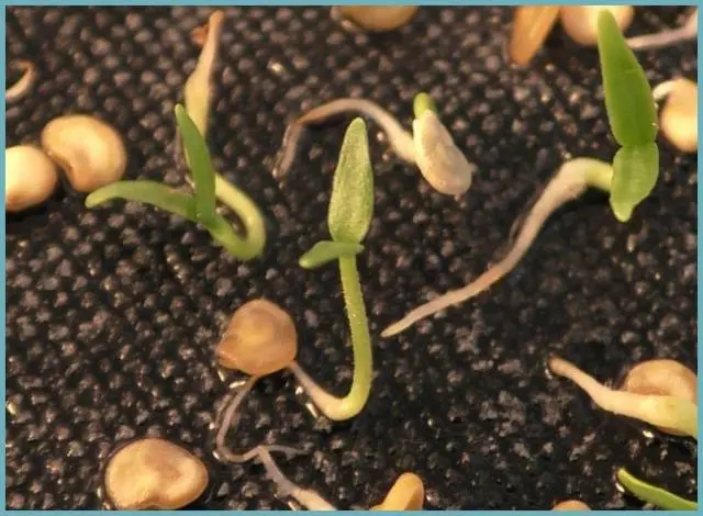 Preparation of pepper seeds for sowing seedlings