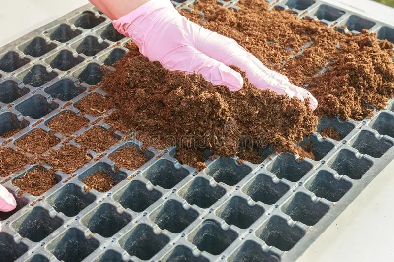 Preparation of pepper seeds for sowing seedlings