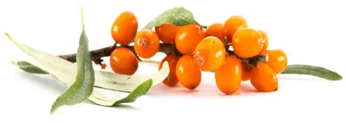 Preparation of sea buckthorn oil