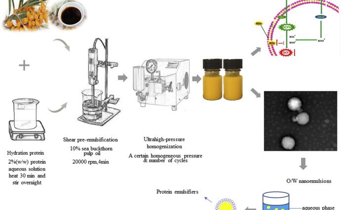 Preparation of sea buckthorn oil